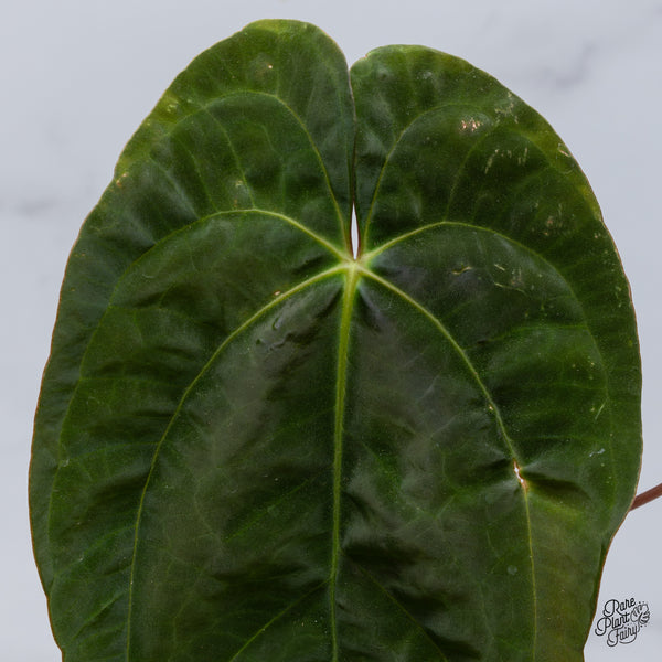 Anthurium Papillilaminum (Long x Long Bullet) (wk36-A)