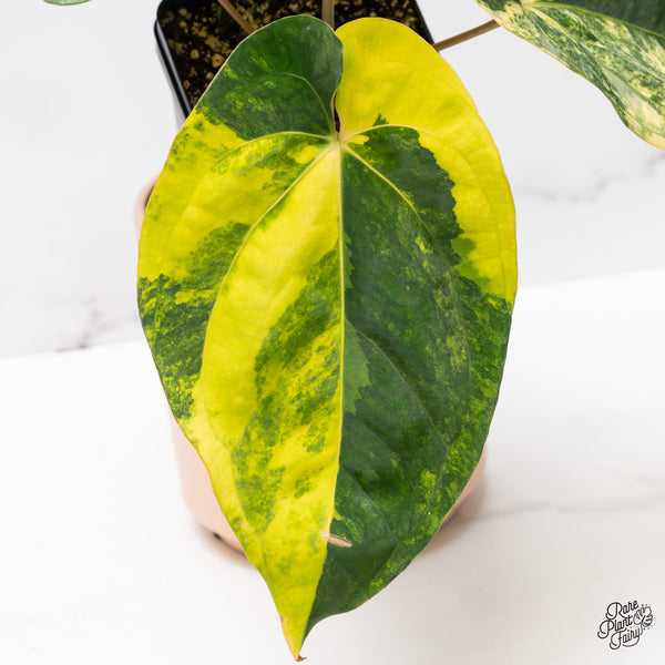 Anthurium Papillilaminum Variegated (wk37-D)