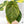Anthurium Papillilaminum Variegated (wk37-D)