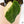 Anthurium Papillilaminum Variegated (wk37-D)