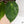 Anthurium Papillilaminum Variegated (wk37-D)