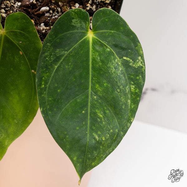 Anthurium Papillilaminum Variegated (wk37-D)