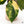Anthurium Papillilaminum Variegated (wk37-D)