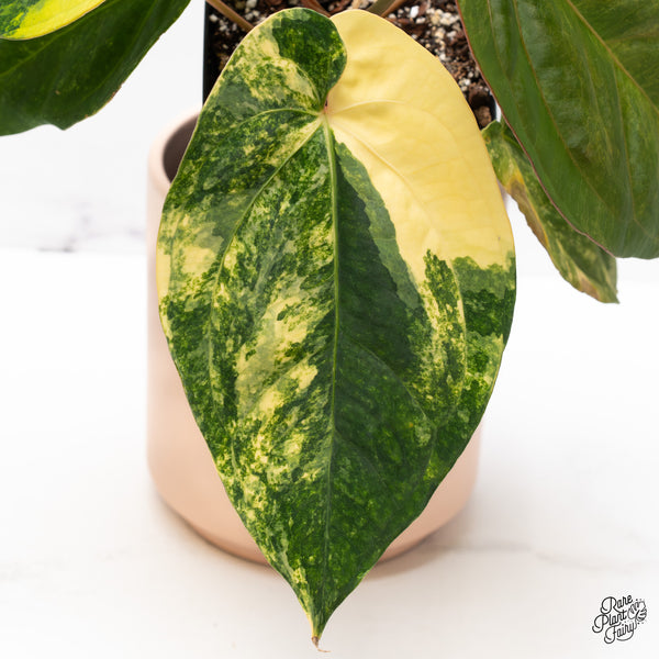 Anthurium Papillilaminum Variegated (wk37-D)