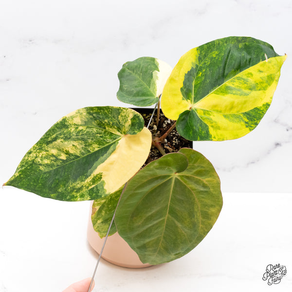 Anthurium Papillilaminum Variegated (wk37-D)