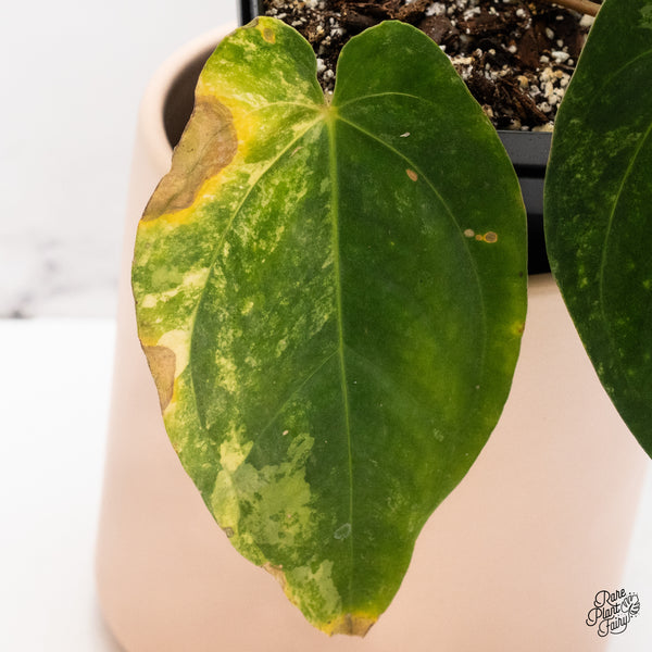 Anthurium Papillilaminum Variegated (wk37-D)