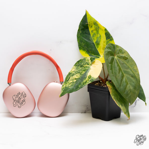 Anthurium Papillilaminum Variegated (wk37-D)