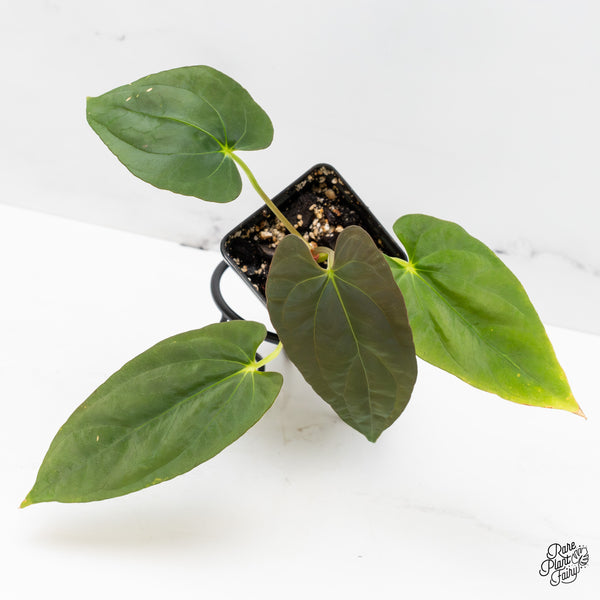 Anthurium Papillilaminum x Dressleri 'Rio Gaunche' (wk51-UR)