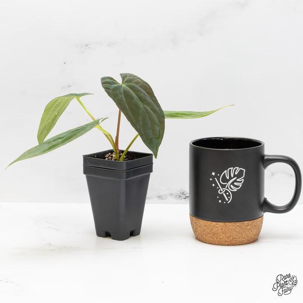 Anthurium Papillilaminum x Dressleri 'Rio Gaunche' (wk51-UR)