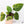 Anthurium Papillilaminum x Red Vein Dark Phoenix Variegated (wk37-C)