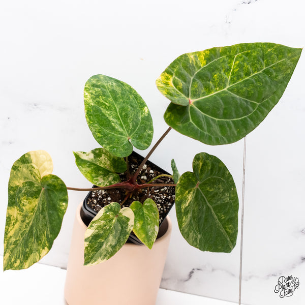 Anthurium Papillilaminum x Red Vein Dark Phoenix Variegated (wk37-C)