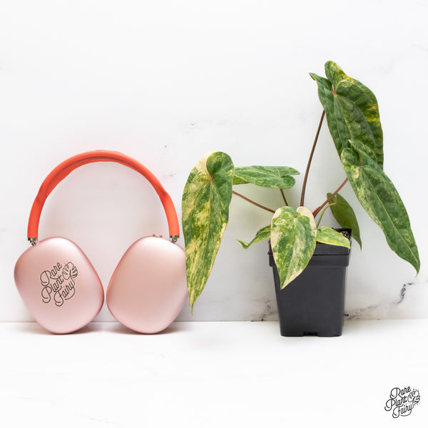 Anthurium Papillilaminum x Red Vein Dark Phoenix Variegated (wk37-C)