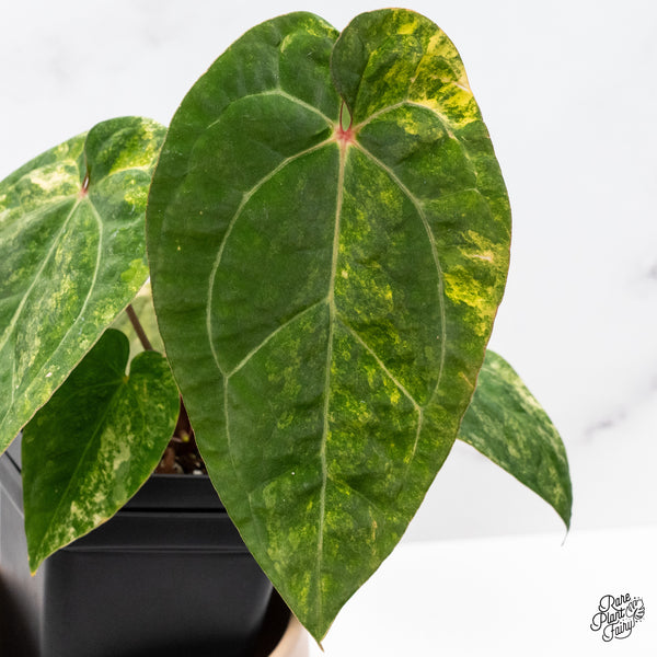 Anthurium Papillilaminum x Red Vein Dark Phoenix Variegated (wk37-C)
