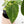 Anthurium Papillilaminum x Red Vein Dark Phoenix Variegated (wk37-C)