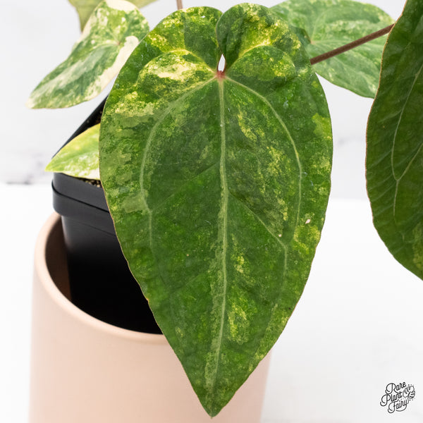 Anthurium Papillilaminum x Red Vein Dark Phoenix Variegated (wk37-C)