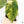 Anthurium Papillilaminum x Red Vein Dark Phoenix Variegated (wk37-C)