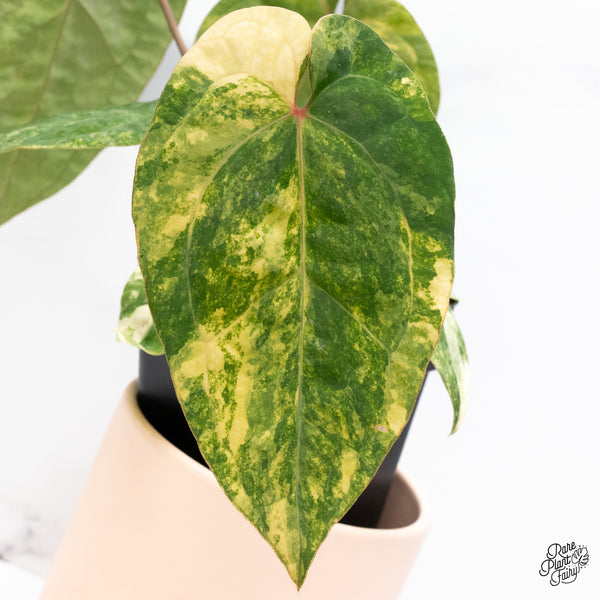 Anthurium Papillilaminum x Red Vein Dark Phoenix Variegated (wk37-C)