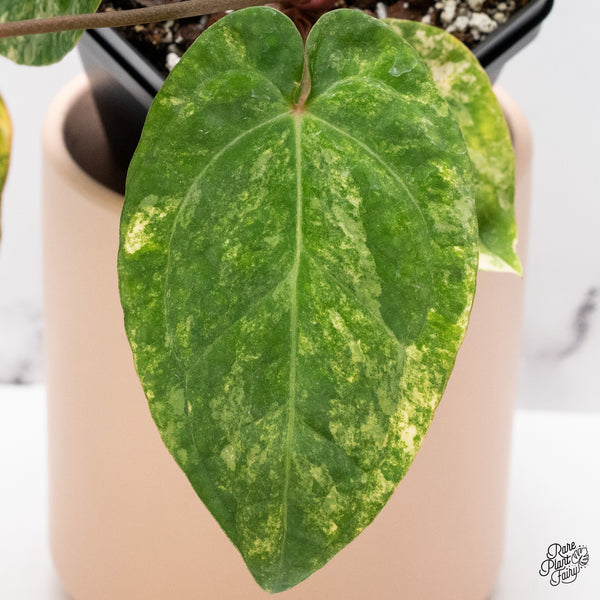 Anthurium Papillilaminum x Red Vein Dark Phoenix Variegated (wk37-C)