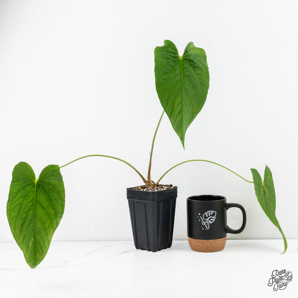 Anthurium Papillilaminum x Rugulosum ('Canal Queen') by Jay Vannini (wk6-A)