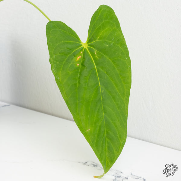 Anthurium Papillilaminum x Rugulosum ('Canal Queen') by Jay Vannini (wk6-A)