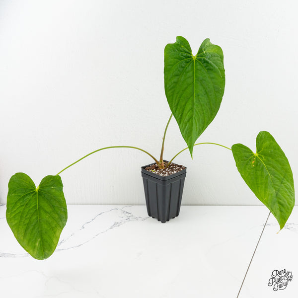 Anthurium Papillilaminum x Rugulosum ('Canal Queen') by Jay Vannini (wk6-A)