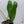 Anthurium Papillilaminum x Rugulosum 'Canal Queen' by Jay Vannini (wk35-A)