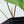 Anthurium Papillilaminum x Rugulosum 'Canal Queen' by Jay Vannini (wk35-A)