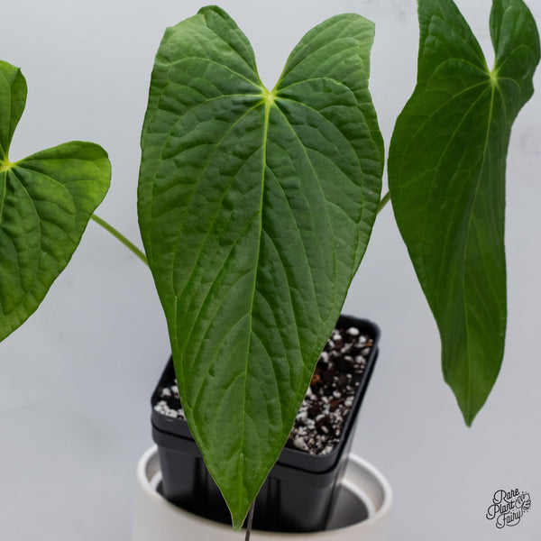 Anthurium Papillilaminum x Rugulosum 'Canal Queen' by Jay Vannini (wk35-A)