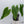 Anthurium Papillilaminum x Rugulosum 'Canal Queen' by Jay Vannini (wk35-A)