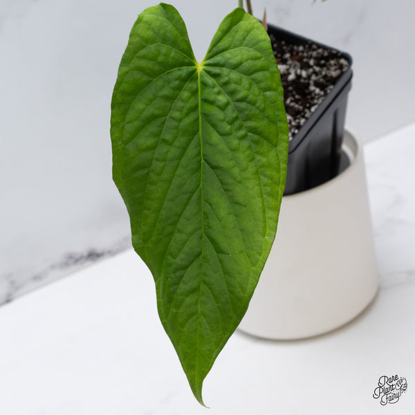 Anthurium Papillilaminum x Rugulosum 'Canal Queen' by Jay Vannini (wk35-A)