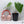 Anthurium Papillilaminum x Rugulosum 'Canal Queen' by Jay Vannini (wk35-A)
