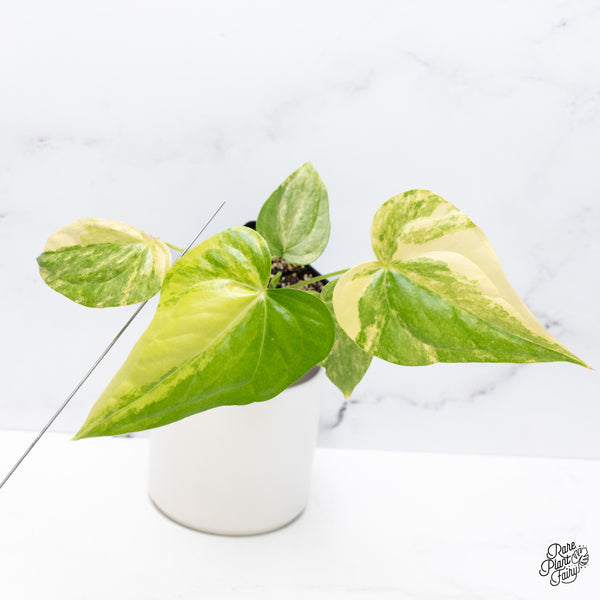 Anthurium Pedatoradiatum Variegated (wk36-D)