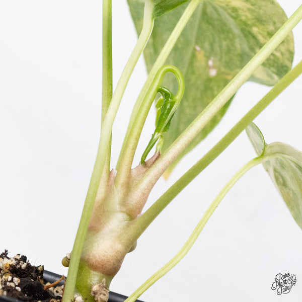 Anthurium Pedatoradiatum Variegated (wk36-D)