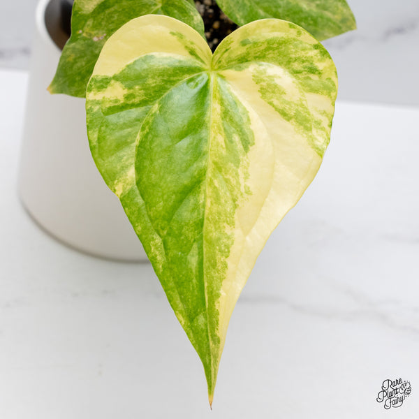 Anthurium Pedatoradiatum Variegated (wk36-D)