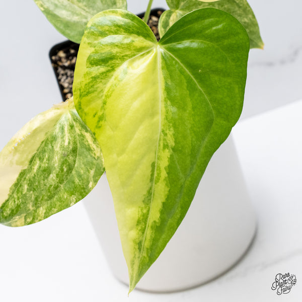 Anthurium Pedatoradiatum Variegated (wk36-D)