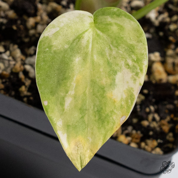 Anthurium Pedatoradiatum Variegated (wk36-D)