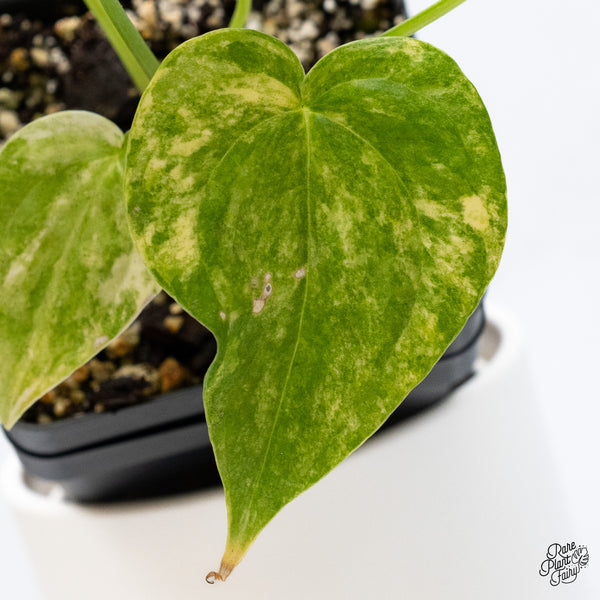 Anthurium Pedatoradiatum Variegated (wk36-D)