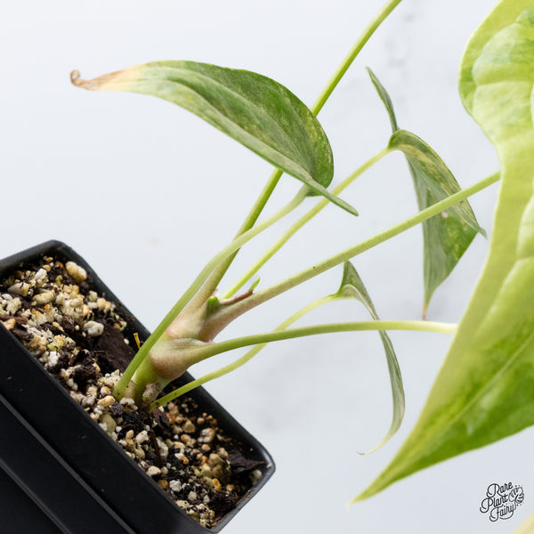 Anthurium Pedatoradiatum Variegated (wk36-D)
