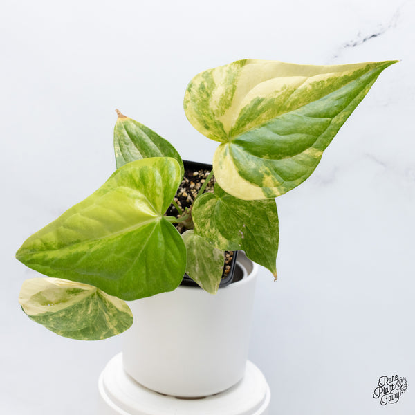 Anthurium Pedatoradiatum Variegated (wk36-D)