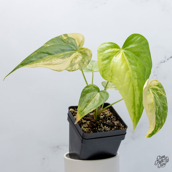 Anthurium Pedatoradiatum Variegated (wk36-D)