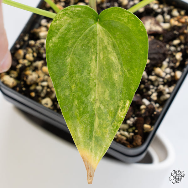 Anthurium Pedatoradiatum Variegated (wk36-D)