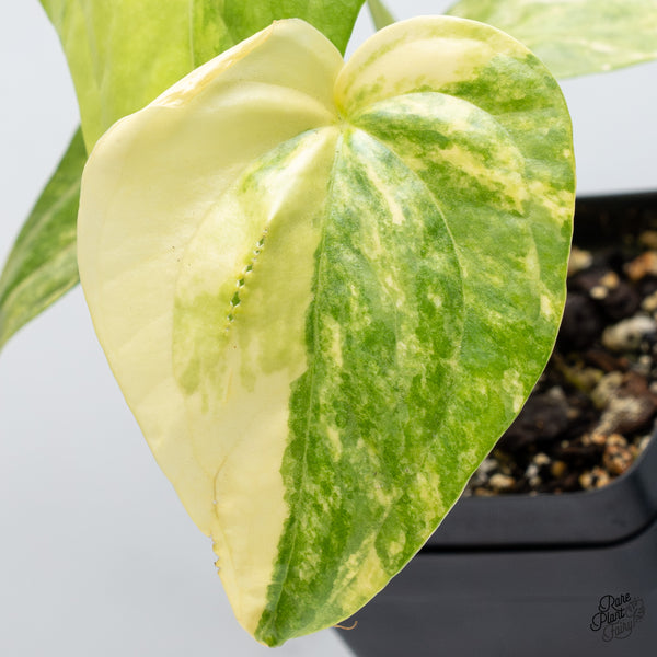 Anthurium Pedatoradiatum Variegated (wk36-D)