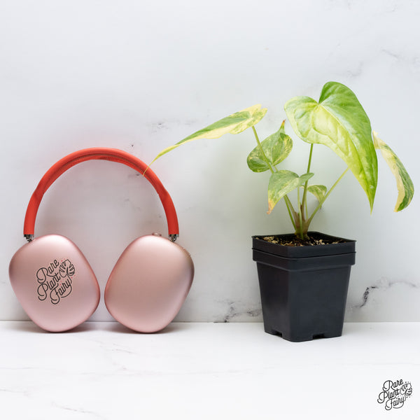Anthurium Pedatoradiatum Variegated (wk36-D)