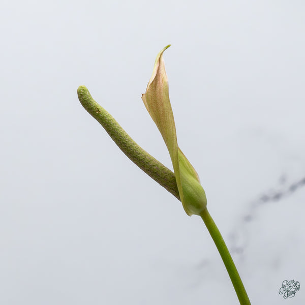 Anthurium Pedatoradiatum Variegated (wk34-G)
