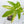 Anthurium Pedatoradiatum Variegated (wk34-G)