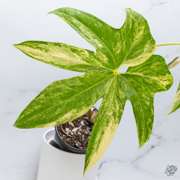 Anthurium Pedatoradiatum Variegated (wk34-G)