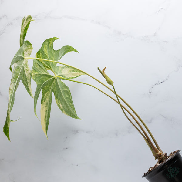 Anthurium Pedatoradiatum Variegated (wk34-G)