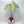 Anthurium Pedatoradiatum Variegated (wk34-G)