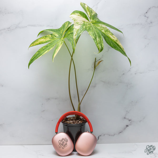 Anthurium Pedatoradiatum Variegated (wk34-G)