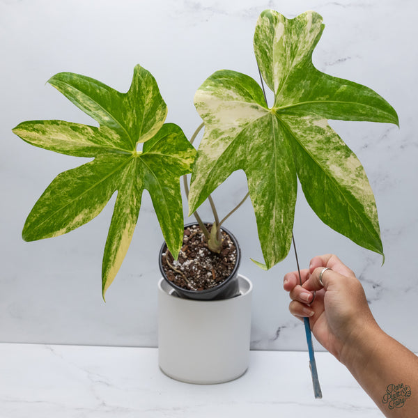 Anthurium Pedatoradiatum Variegated (wk34-G)